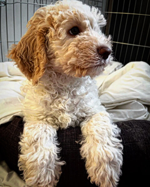 Fotka Naše Arwenka 🐶